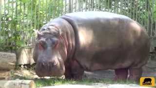 Смотреть видео Киевский зоопарк
