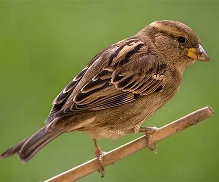 Каждый год Seo-Birdlife Сеговия уделяет особое внимание птице