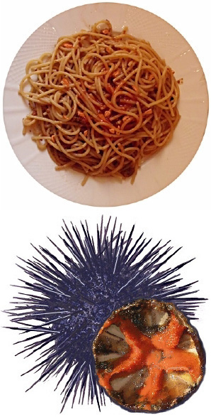 Английское слово urchin первоначально относилось к   Ежик   и сицилийский (и средневековый итальянский) риччо до сих пор